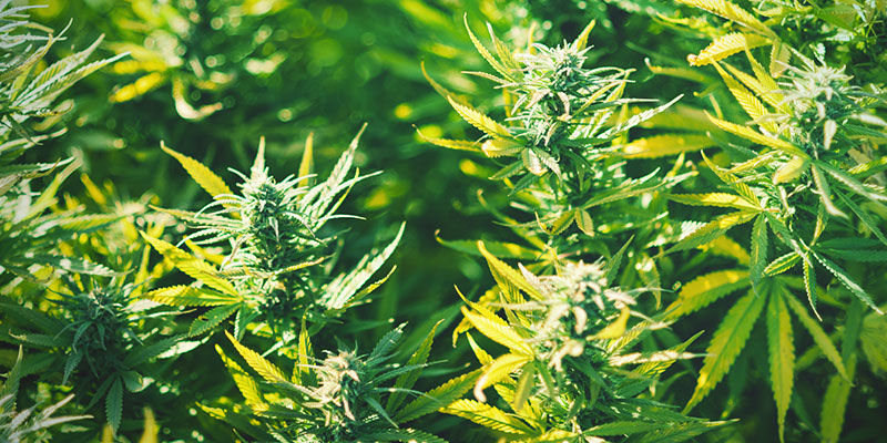 Top 5 cannabissorter til søvn Top 5 weed strains for sleep