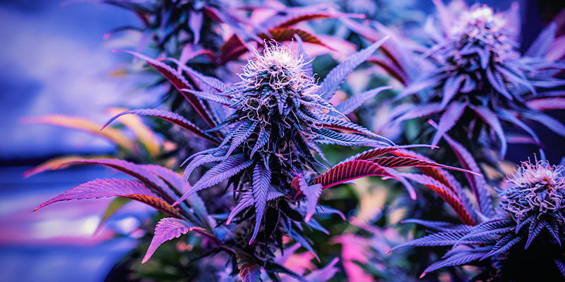 Hvilke cannabissorter er bedst til søvn? Hvilke cannabissorter er bedst til søvn?