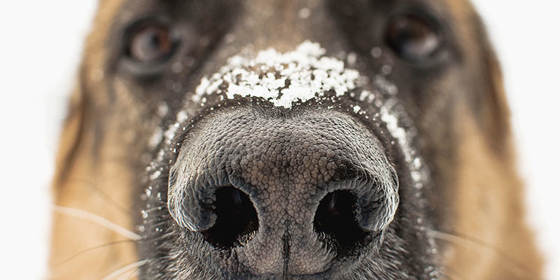 Sådan arbejder hunde på festivaler Sådan arbejder hunde på festivaler