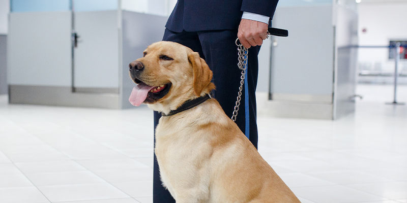Sandheden om sporhunde Sandheden om sporhunde