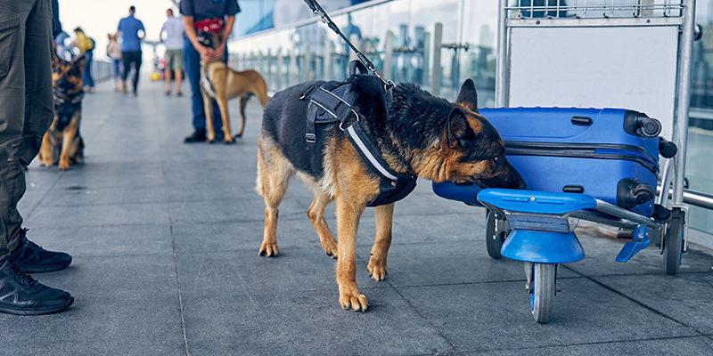 Hvor bruges narkotikahunde? Where are detection dogs employed?