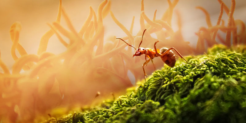 Myrer og cordyceps Ants And Cordyceps
