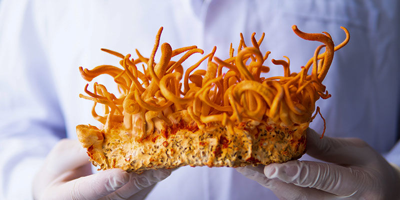 Konklusion: Cordyceps – en ven for menneskeheden, en fjende for myrer Konklusion: Cordyceps – en ven for menneskeheden, en fjende for myrer