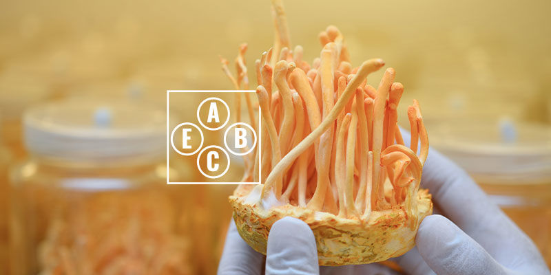 Egenskaber ved cordyceps Properties Of Cordyceps