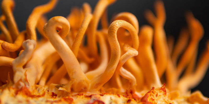 Hvad er cordyceps? Hvad er cordyceps?