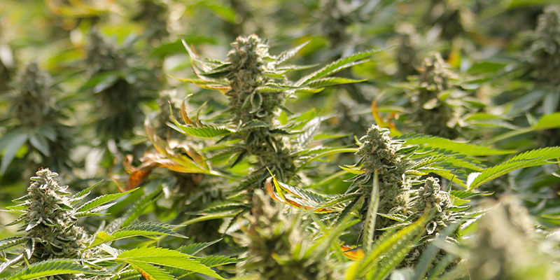 F1-hybrider: Mere THC og større udbytte F1 Hybrids: More THC And Bigger Yields