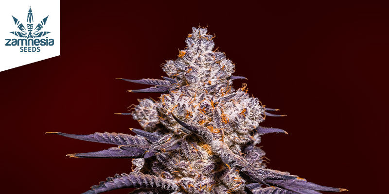 Karakteristika ved Strawberry Cough Characteristics of Strawberry Cough