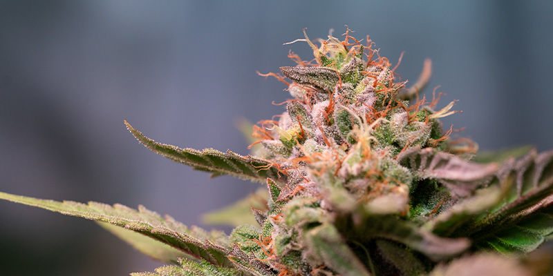 Strawberry Cough: Få det bedste fra bærhylden Strawberry Cough: Get yourself the berry best