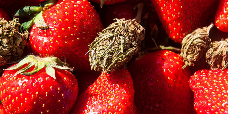 Strawberry Cough: Smag og effekter Strawberry Cough: Flavour and effects