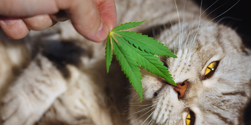 Hvordan påvirker cannabis katte? Hvordan påvirker cannabis katte?