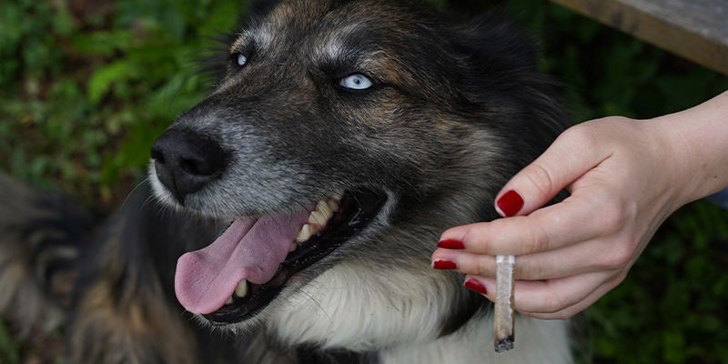 Hvordan påvirker cannabis hunde? How does cannabis affect dogs?
