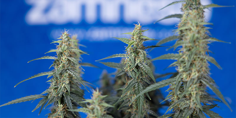 Hvad er bedst til cannabisplanter: fimming eller topping? What is best for weed plants: fimming or topping?