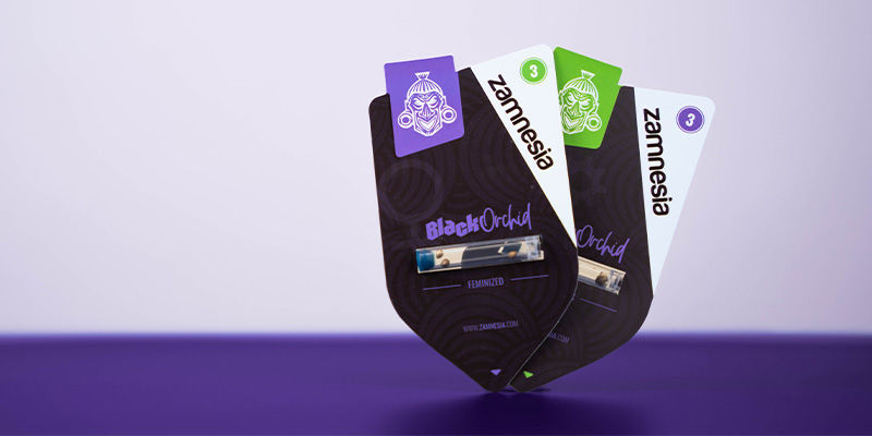 Sådan dyrker du Black Orchid Sådan dyrker du Black Orchid