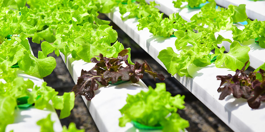 Salat Lettuce