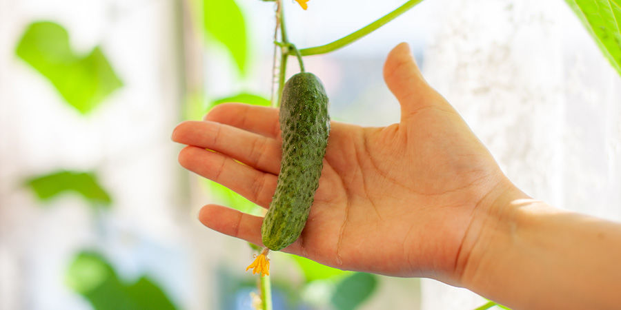 Agurk Cucumber