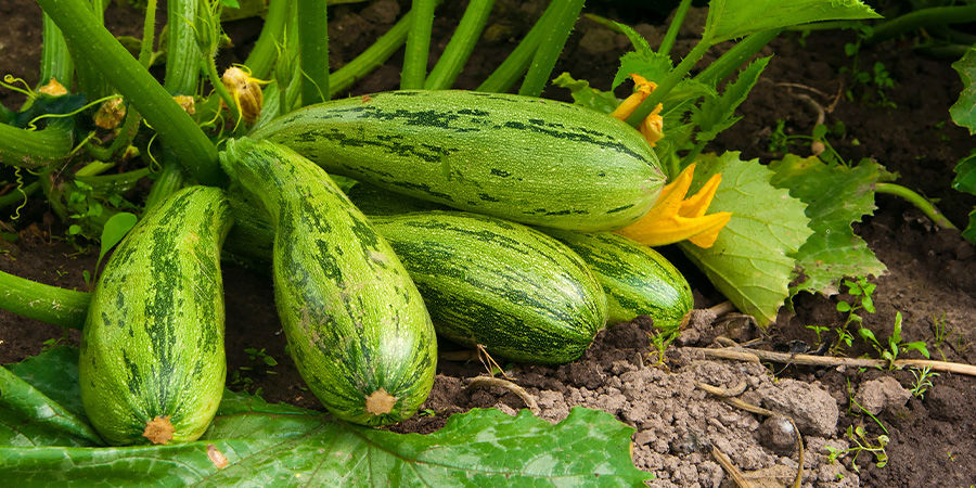 Courgette Courgette