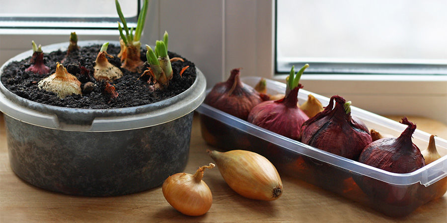 Løg Onions