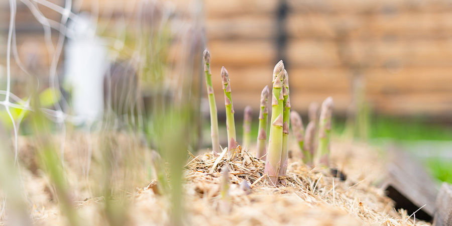 Asparges Asparagus