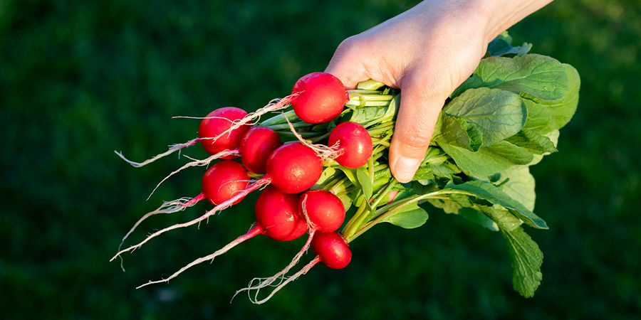 Radiser Radishes