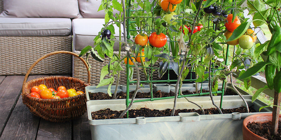 Tomater Tomatoes