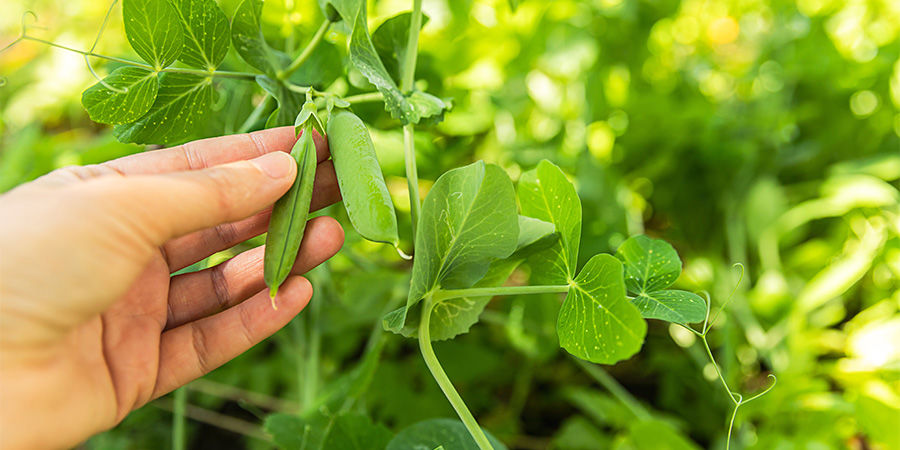 Grønne bønner Green Beans