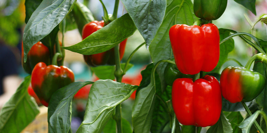 Peberfrugter Bell Peppers
