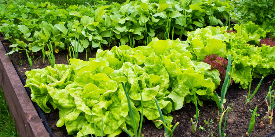 Hvor skal du plante dine grøntsager Hvor skal du plante dine grøntsager
