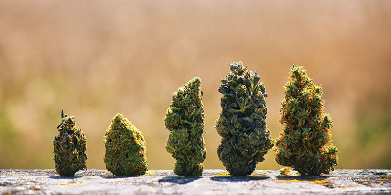 Knopstruktur Bud structure