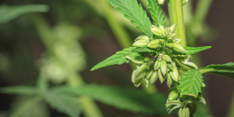 Hvordan bliver cannabissorter skabt? Hvordan bliver cannabissorter skabt?