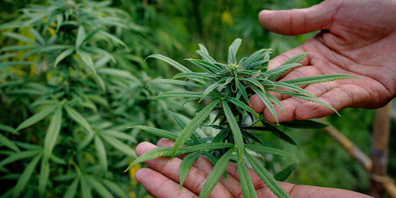 Sådan vælger du en cannabissort Sådan vælger du en cannabissort
