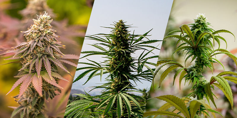 Indica, sativa, ruderalis: Grundstenene i cannabisgenetik Indica, sativa, ruderalis: grundstenene i cannabisgenetik
