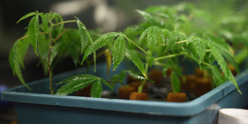 Hvad kigger forædlere efter, når de skaber cannabissorter? Hvad kigger forædlere efter, når de skaber cannabissorter?