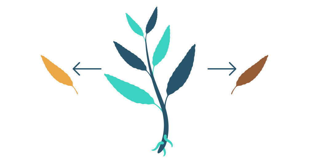 Trin 1: Formering af Salvia divinorum fra din stikling