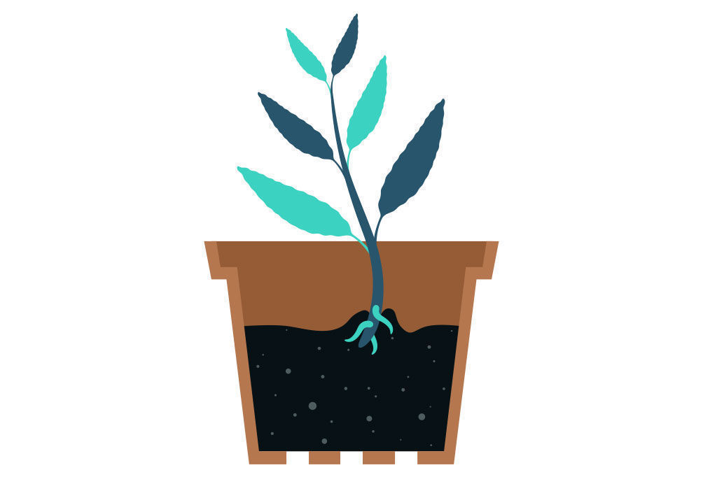 Trin 3: Formering af Salvia divinorum fra din stikling