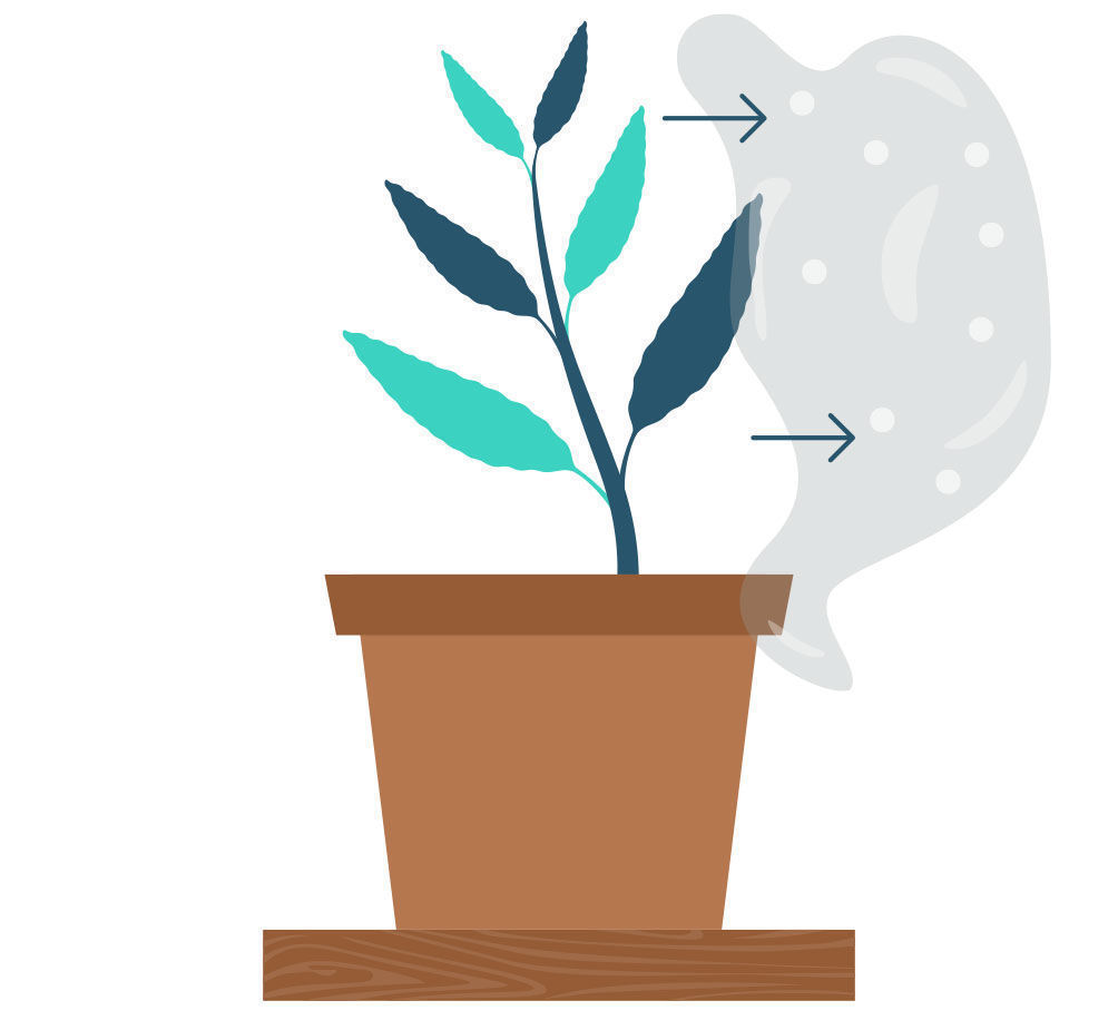Trin 8: Formering af Salvia divinorum fra din stikling