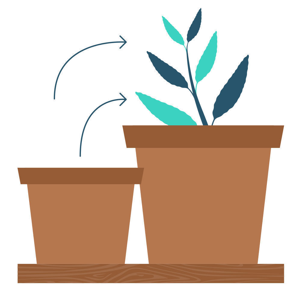 Trin 9: Formering af Salvia divinorum fra din stikling