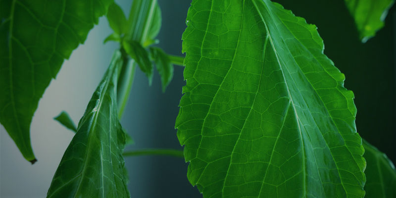 Afsluttende ord om at dyrke Salvia divinorum Afsluttende ord om at dyrke Salvia divinorum