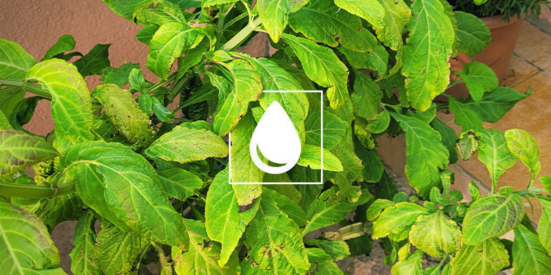 Tips til generel plantepleje, når din salvia er etableret Tips til generel plantepleje, når din salvia er etableret