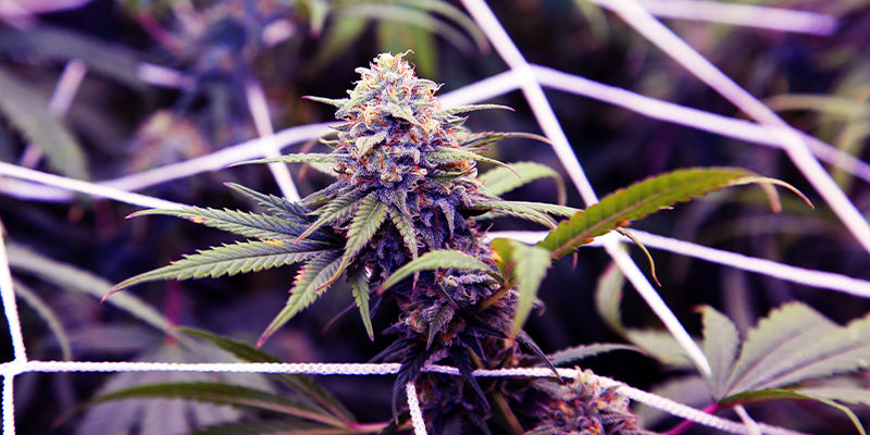 Cannabissorter med ocimen Cannabissorter med ocimen