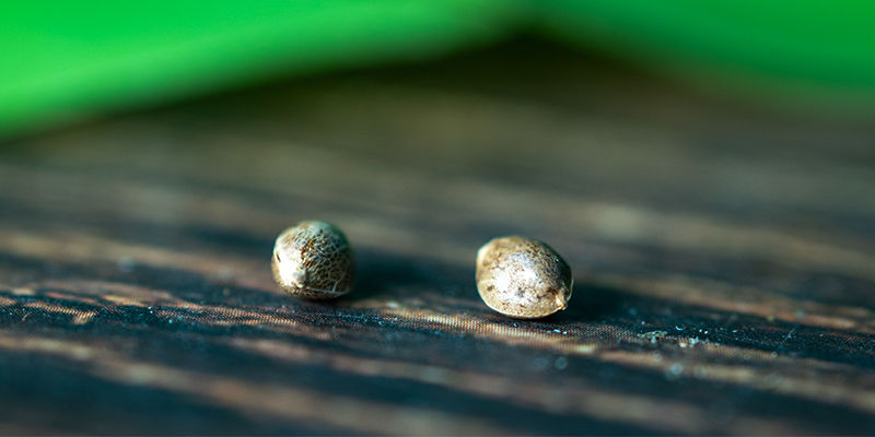 Crop steering: En avanceret teknik til at maksimere plantens potentiale Crop steering: En avanceret teknik til at maksimere plantens potentiale