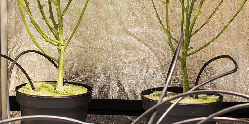 Hvordan fungerer crop steering af cannabis? Hvordan fungerer crop steering af cannabis?