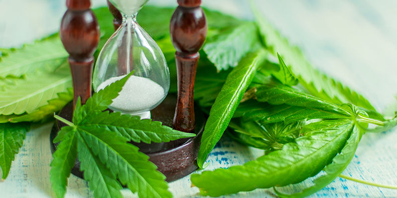 Hvor længe kan du blive ved med at crop steere cannabis? How long can you keep crop steering cannabis?
