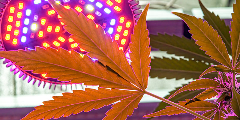 Sådan crop-steerer du cannabis Sådan crop-steerer du cannabis