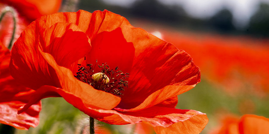 Kornvalmue ‘Single Red’ Corn Poppy Single Red