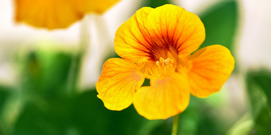 Nasturtium Nasturtium