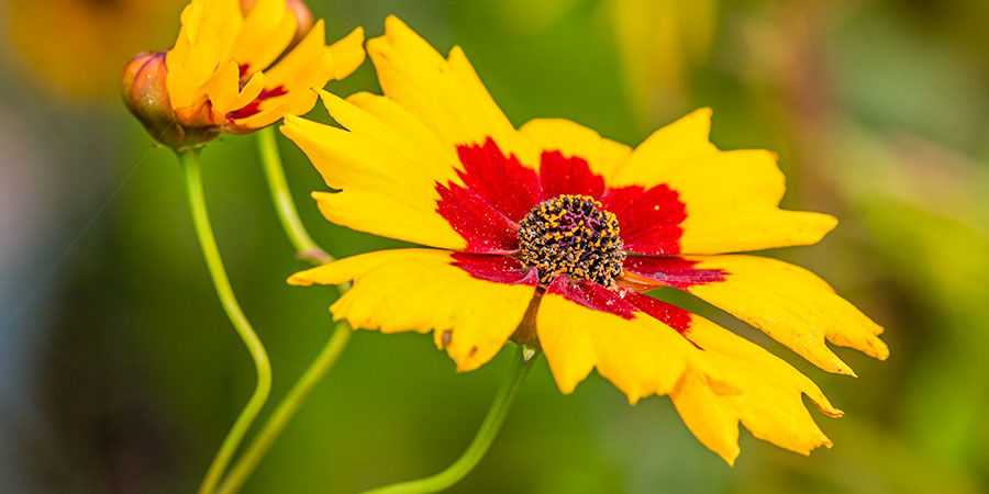 Rød coreopsis Red Coreopsis