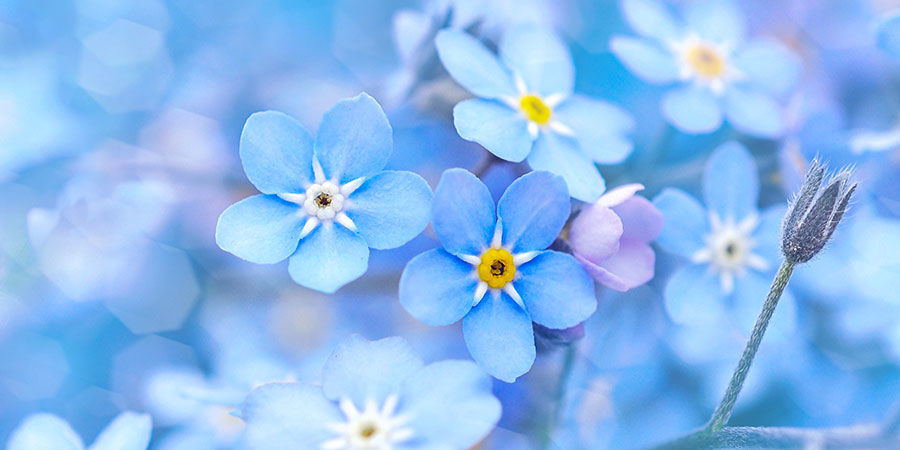 Forglemmigej: Indigo Blue Forget-Me-Not: Indigo Blue