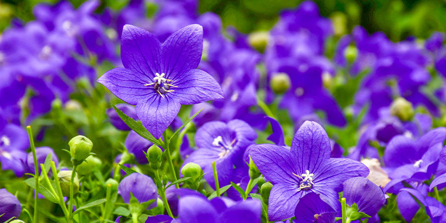 Ballonblomst: Blå Balloon Flower: Blue