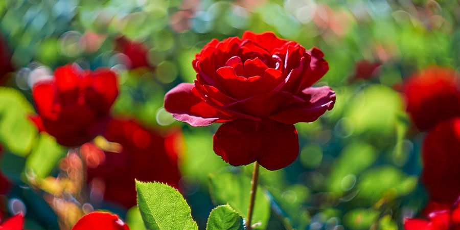 Roser Roses