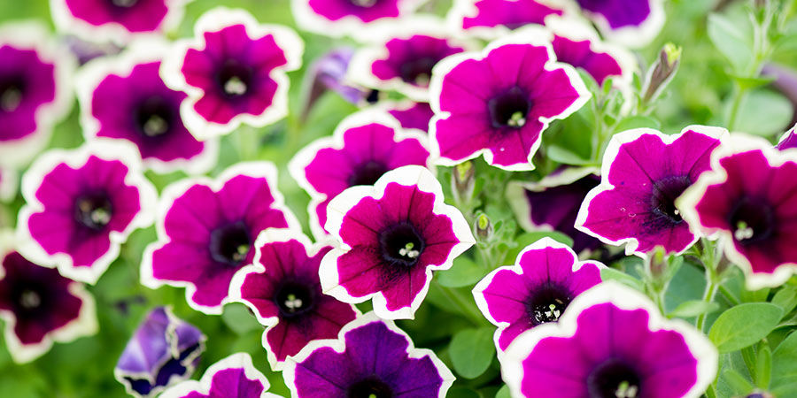 Petunia Petunia